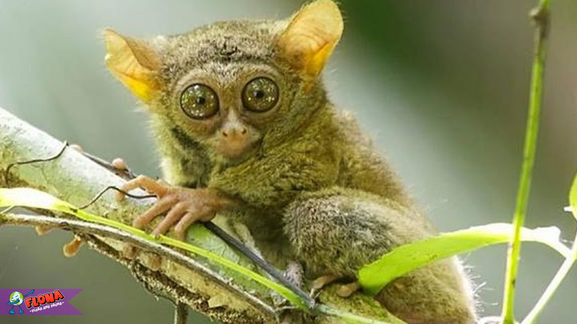 5 Adaptasi Tarsius Ingkat untuk Bertahan Hidup di Habitatnya