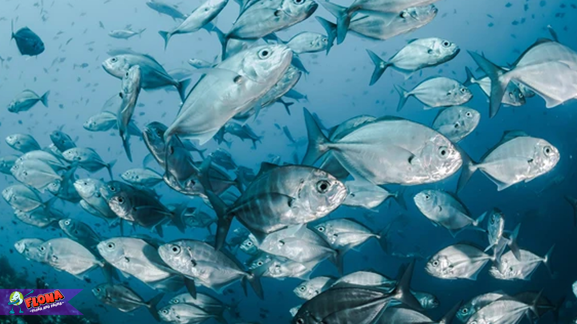 Ikan Bawal Laut dan 4 Perjalanan Ekosistem yang Menakjubkan 4 Ikan Bawal Laut dan 4 Perjalanan Ekosistem yang Menakjubkan
