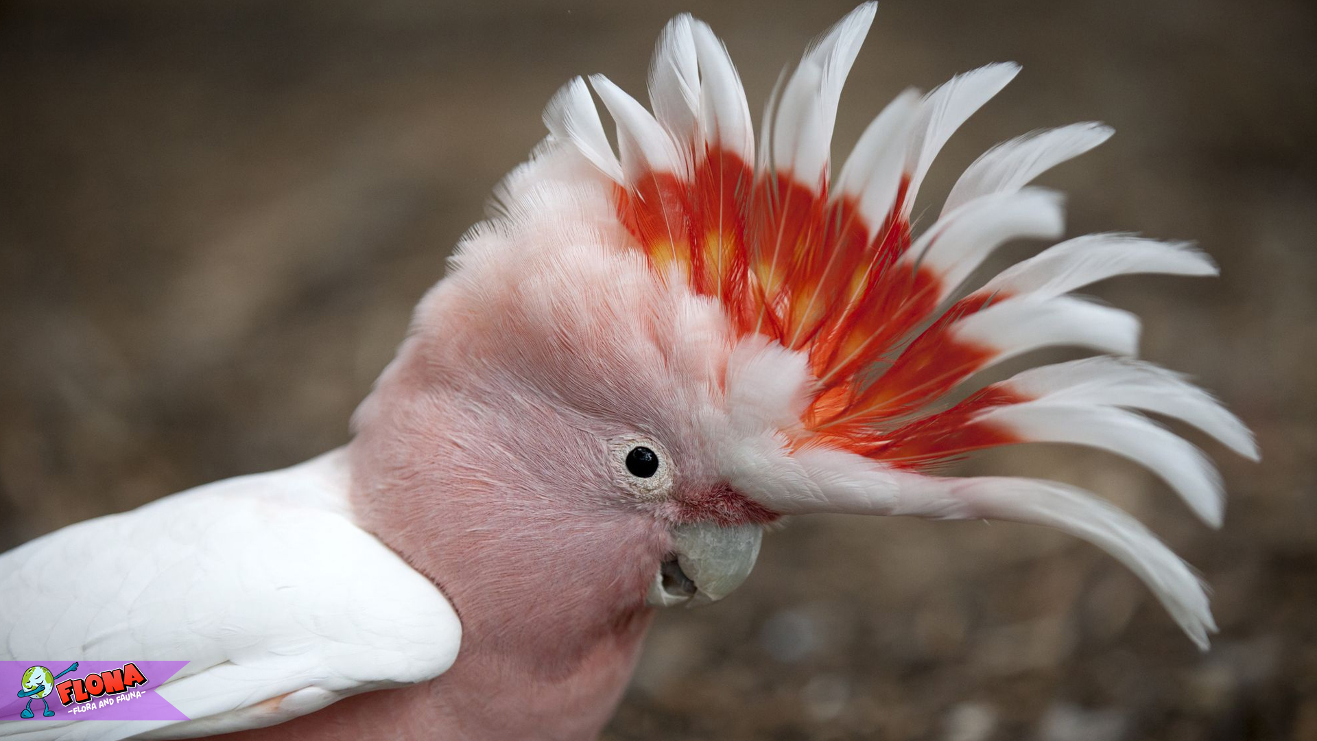 Kakatua Galah dan 5 Kebiasaan Lucu yang Memikat Hati