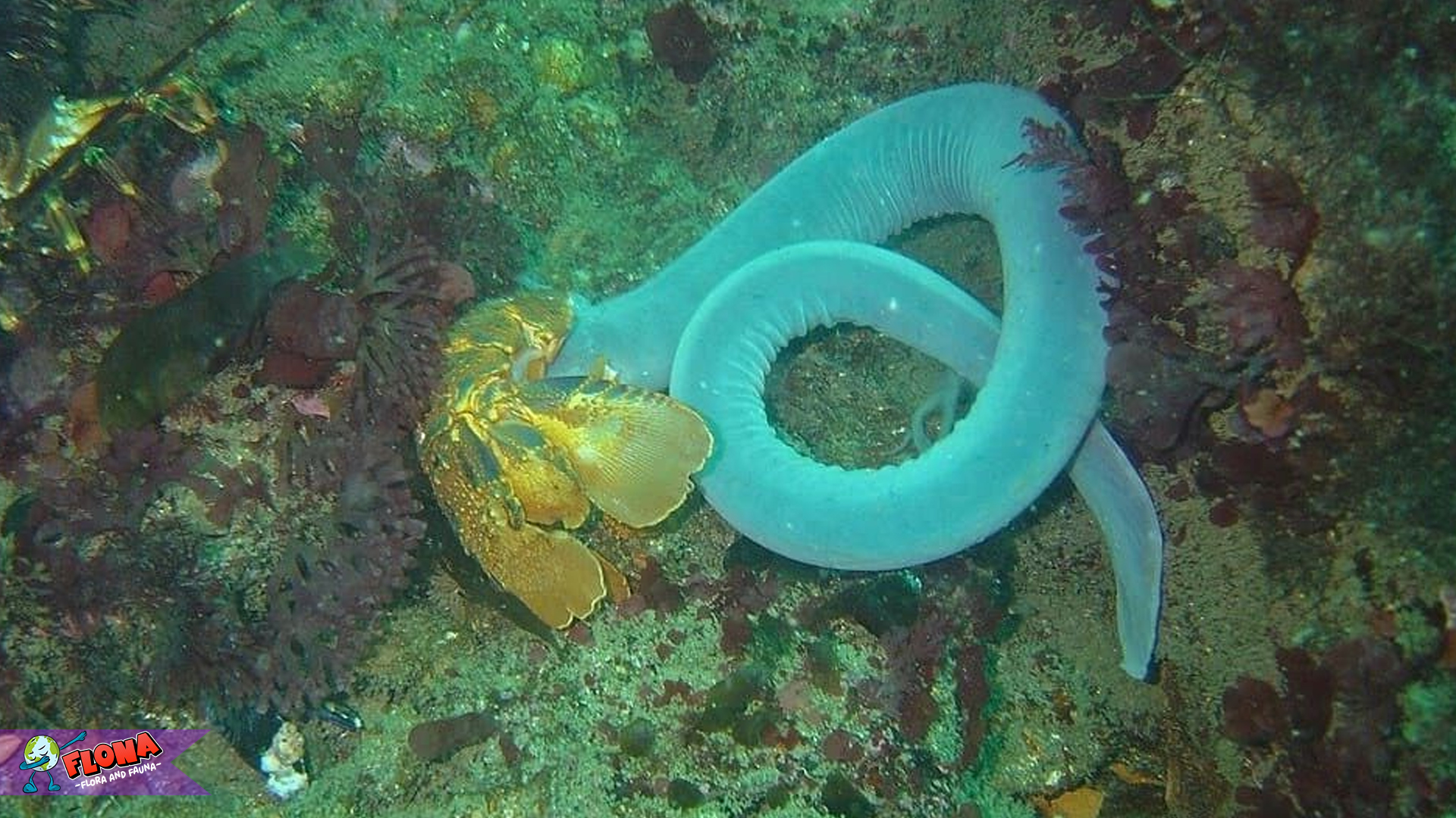 Belut Lintah dan 5 Fakta Habitat Asli yang Membentuk Karakternya