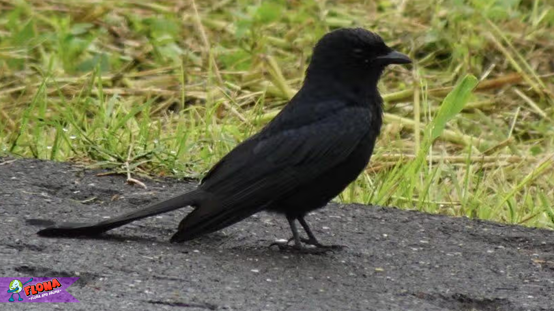 Keindahan Burung Srigunting Hitam Terpancar dalam 5 Gerakan
