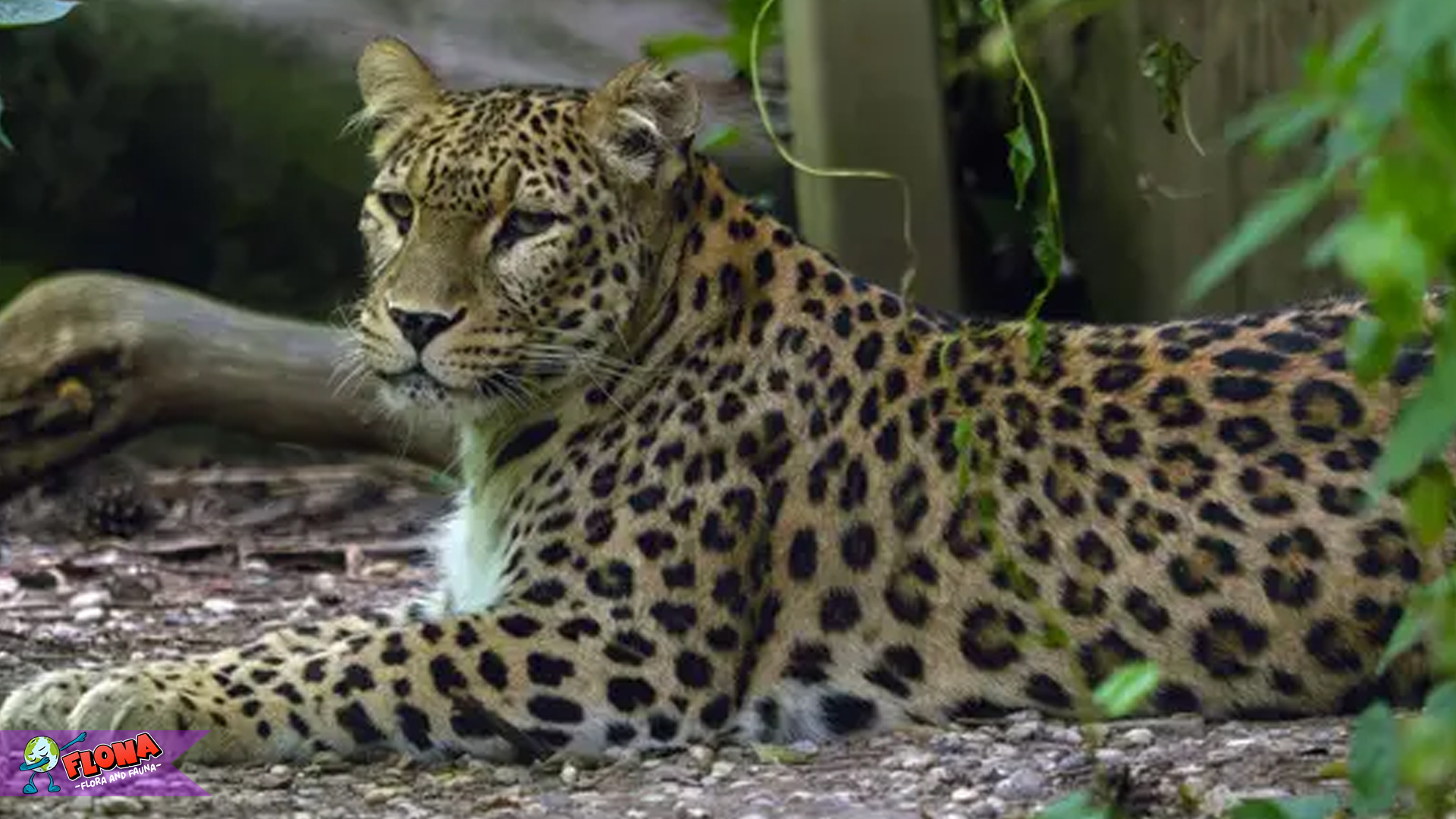 Habitat Macan Tutul Anatolia Terbatas pada 4 Kawasan Strategis