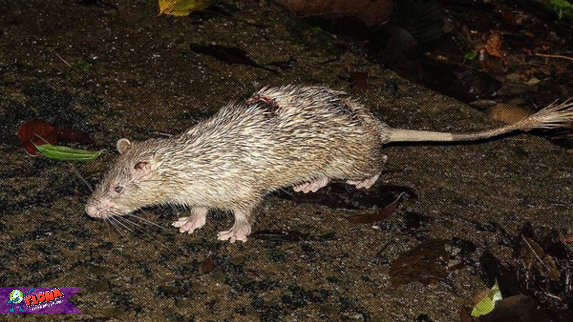 Angkis Kelabi: 4 Fakta Biologi yang Membuat Hewan Ini Istimewa