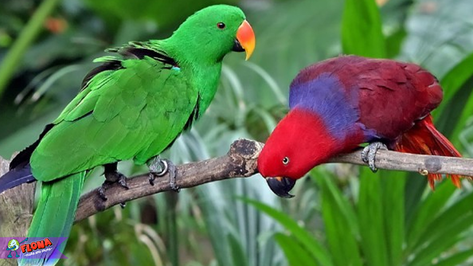 Burung Bayan Sejati & 5 Rahasia Suara Merdunya yang Memukau