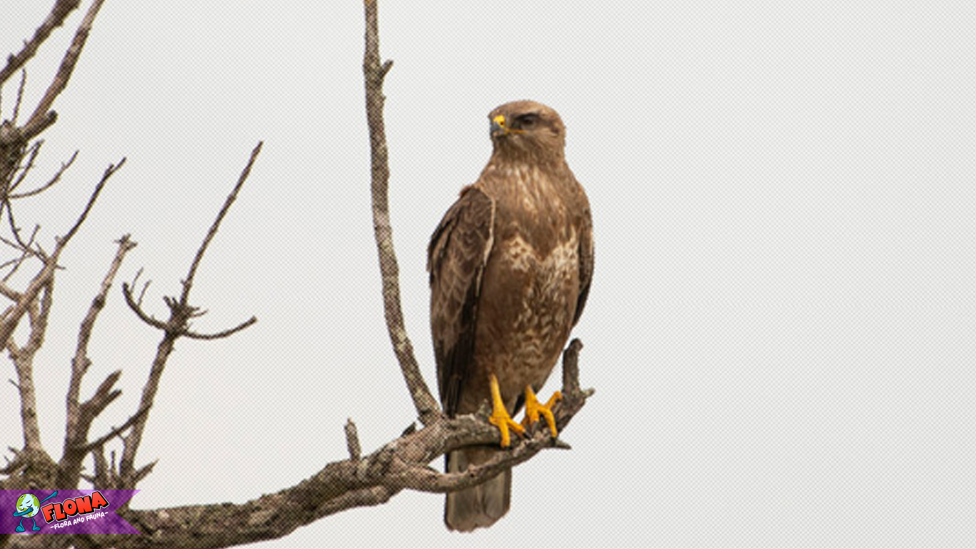 Ciri Khas Elang Buteo Terungkap melalui 5 Fakta Menarik