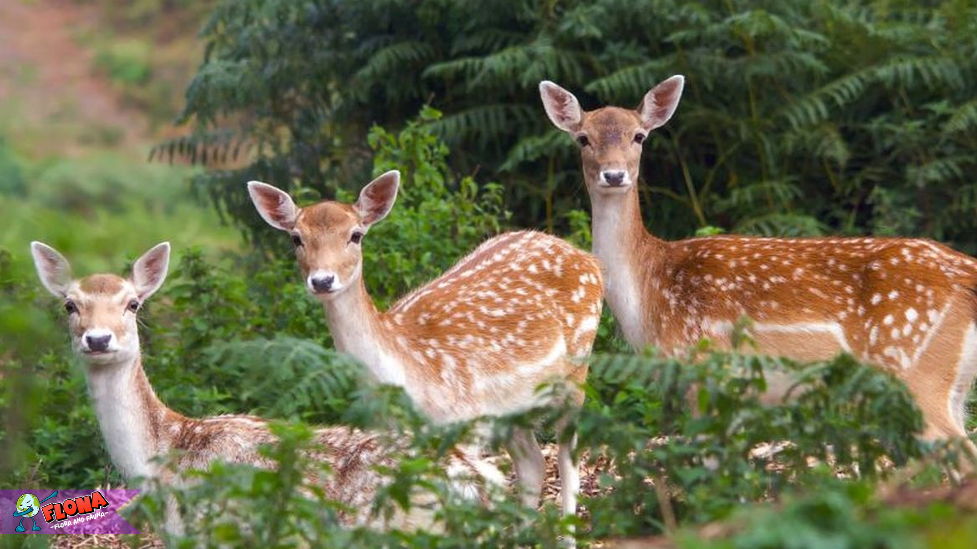 Habitat Rusa Tutul Terbongkar Lewat 4 Fakta Satwa Liar