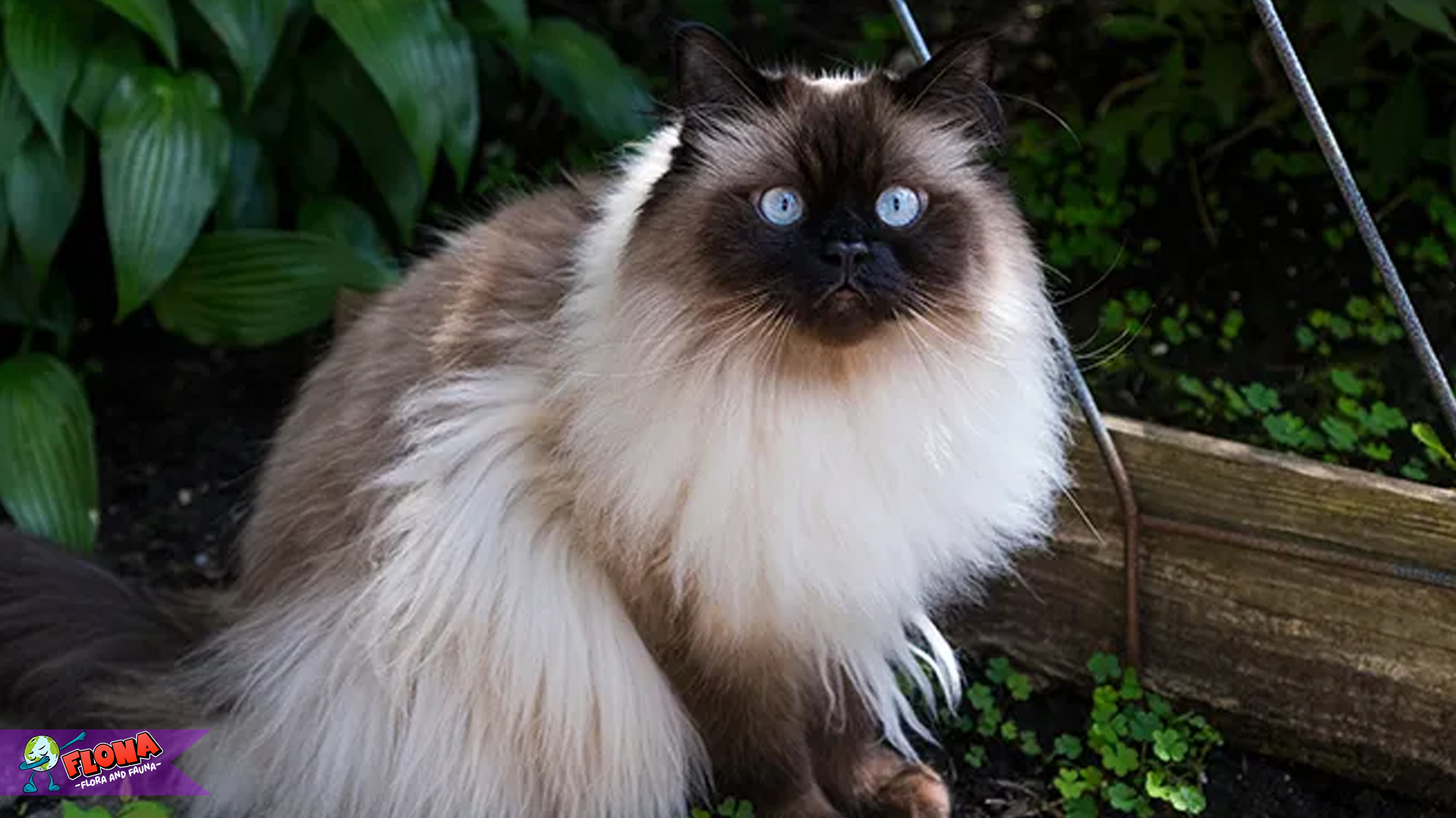 Kucing Himalaya: 4 Hal Menarik Tentang Sifat dan Perilakunya