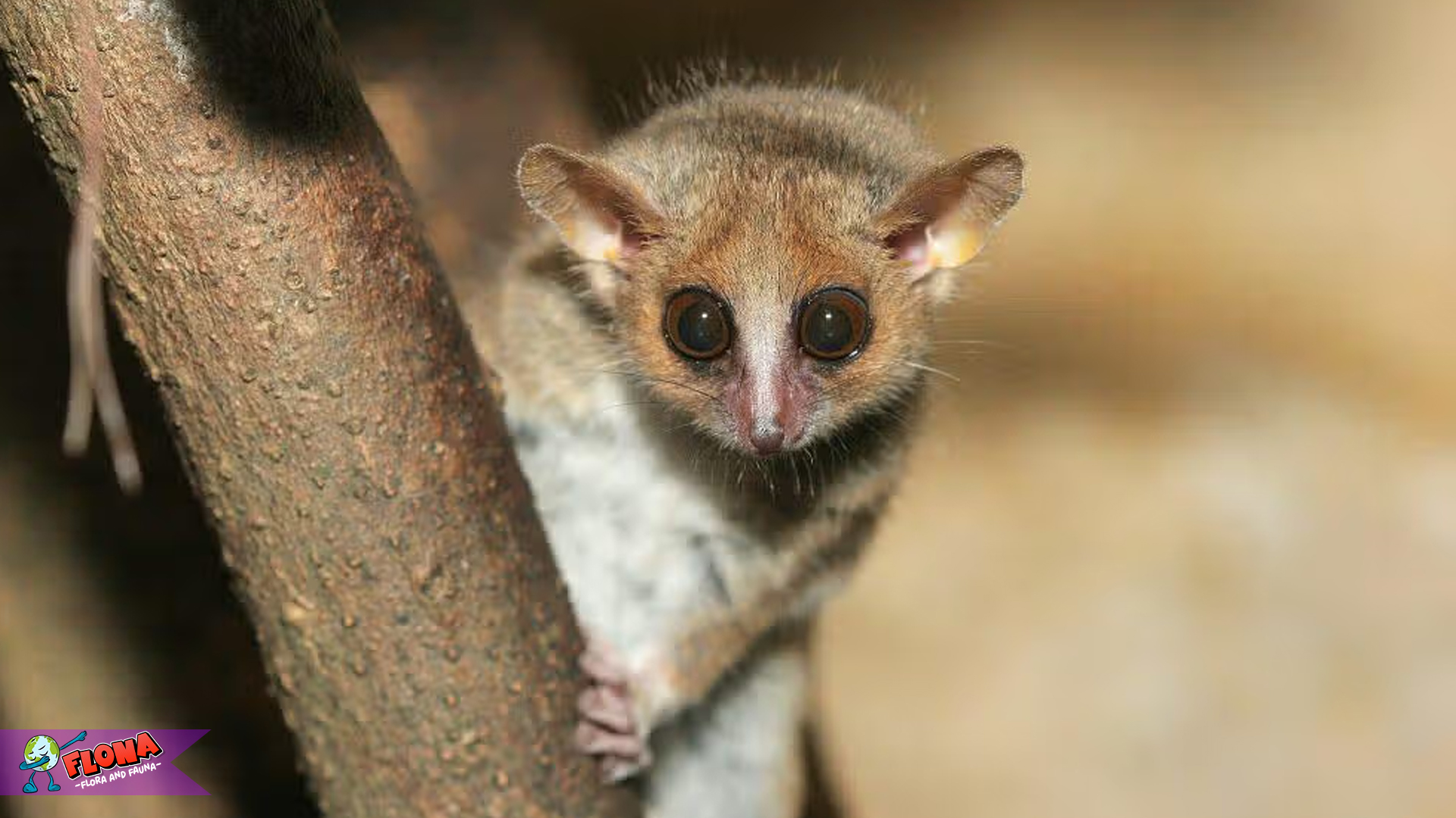 4 Hal Menarik Tentang Lemur Tikus yang Tidak Banyak Orang Tahu