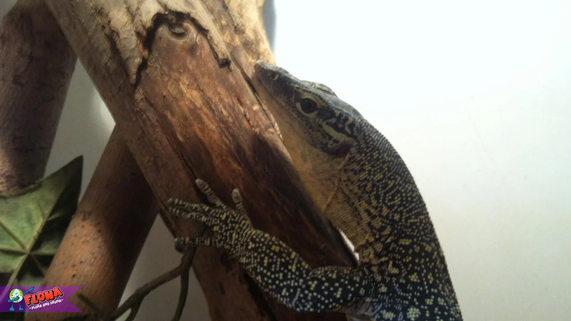 Biawak Bakau: 5 Karakteristik Menarik yang Membuatnya Ikonik