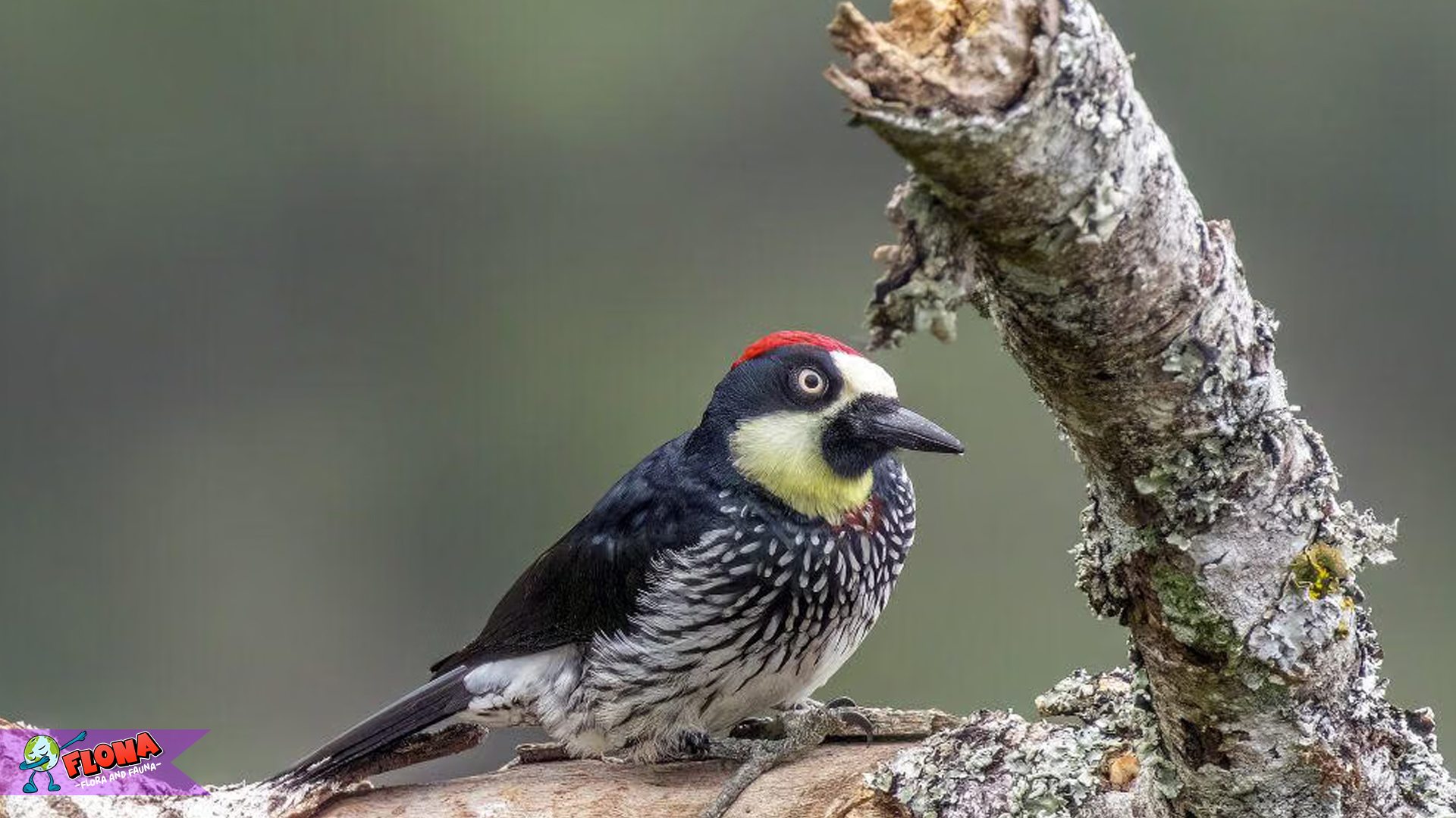 Keindahan Pelatuk Biji Ek dalam 5 Habitat Alami yang Menarik
