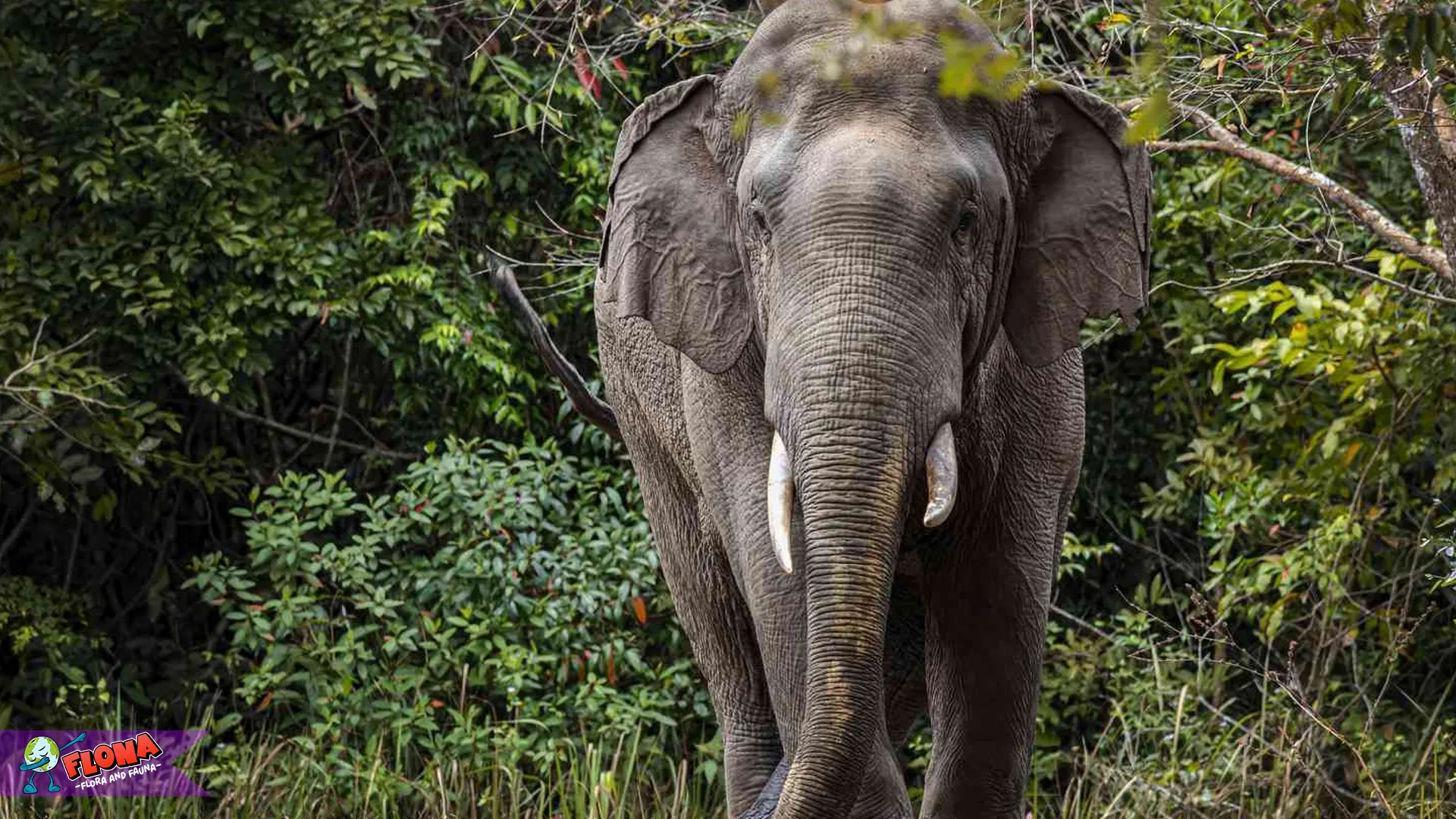 5 Fakta Menarik Tentang Gajah Asia yang Harus Kamu Ketahui 4 5 Fakta Menarik Tentang Gajah Asia yang Harus Kamu Ketahui