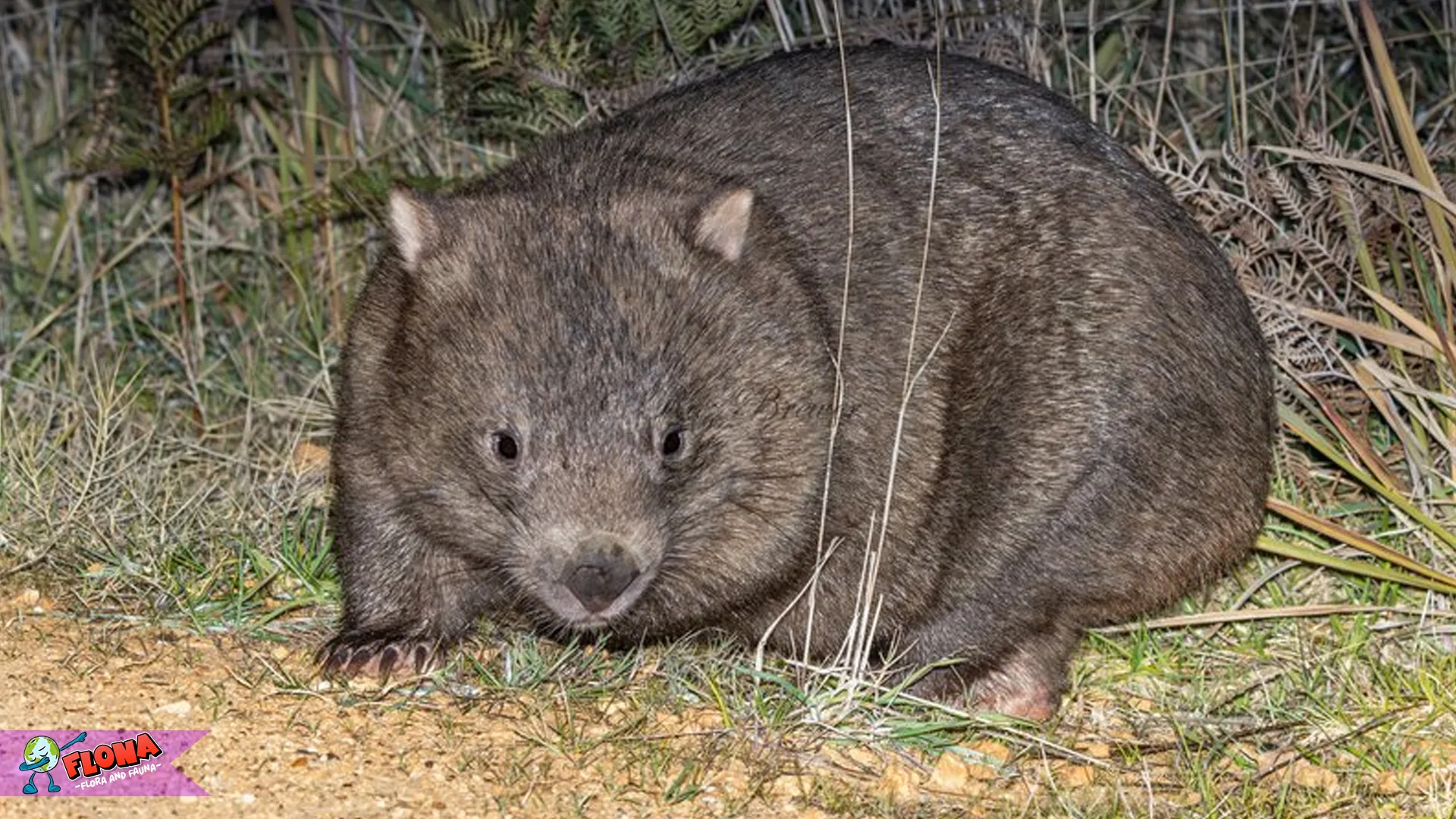 5 Hal Menarik Tentang Wombat yang Pasti Bikin Kamu Terkesan