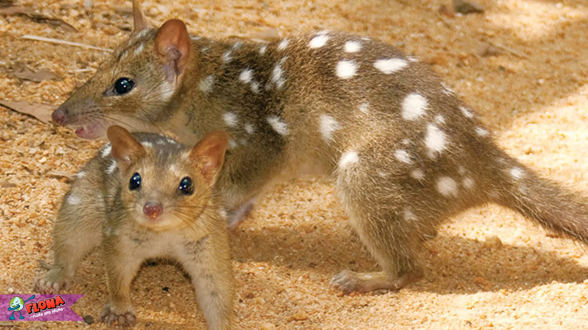 Mengenal 5 Keunikan Hewan Gumbem yang Memikat Hati 2 Mengenal 5 Keunikan Hewan Gumbem yang Memikat Hati