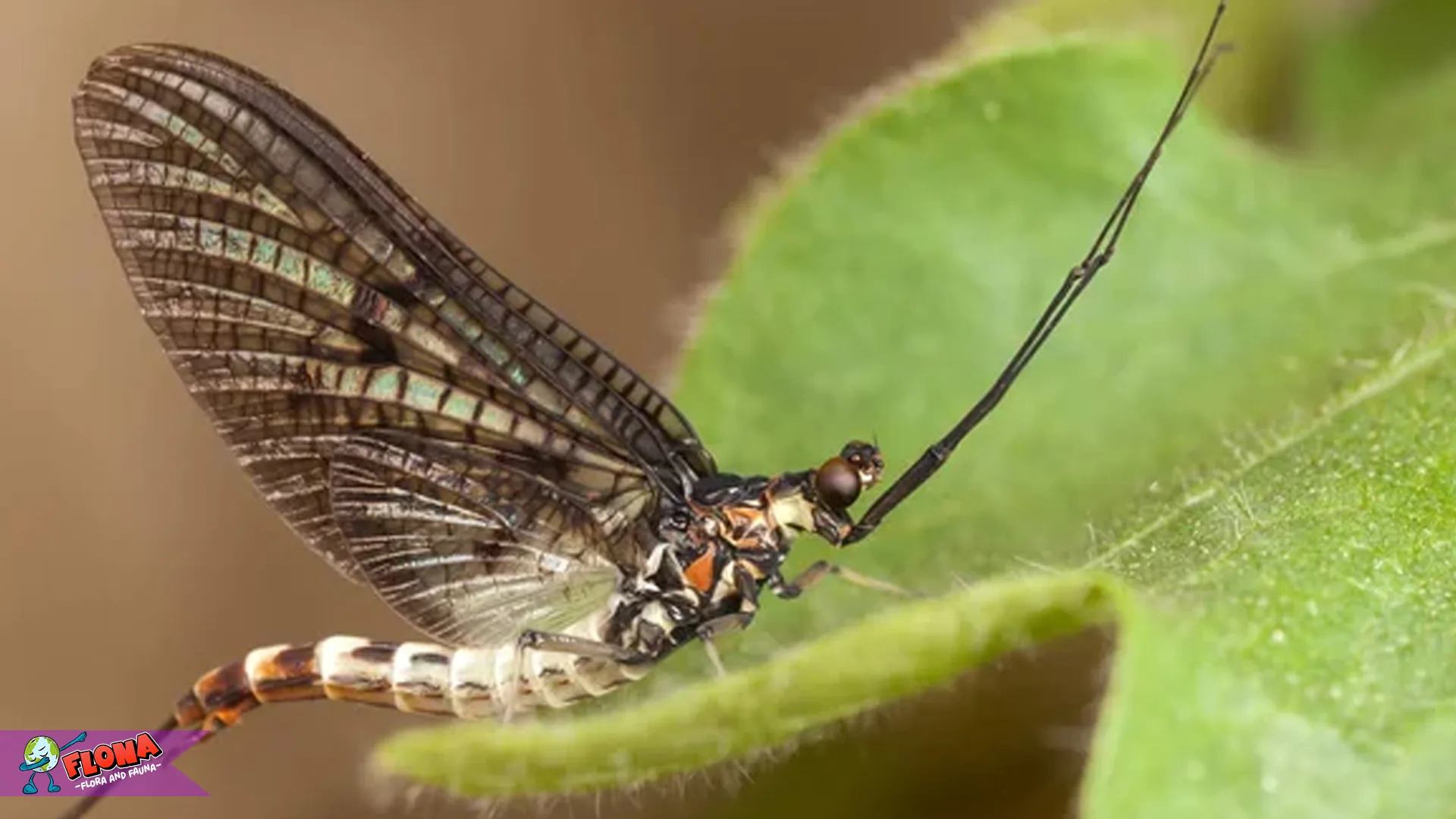 Pterygota: 5 Spesies Unik yang Mungkin Belum Anda Ketahui