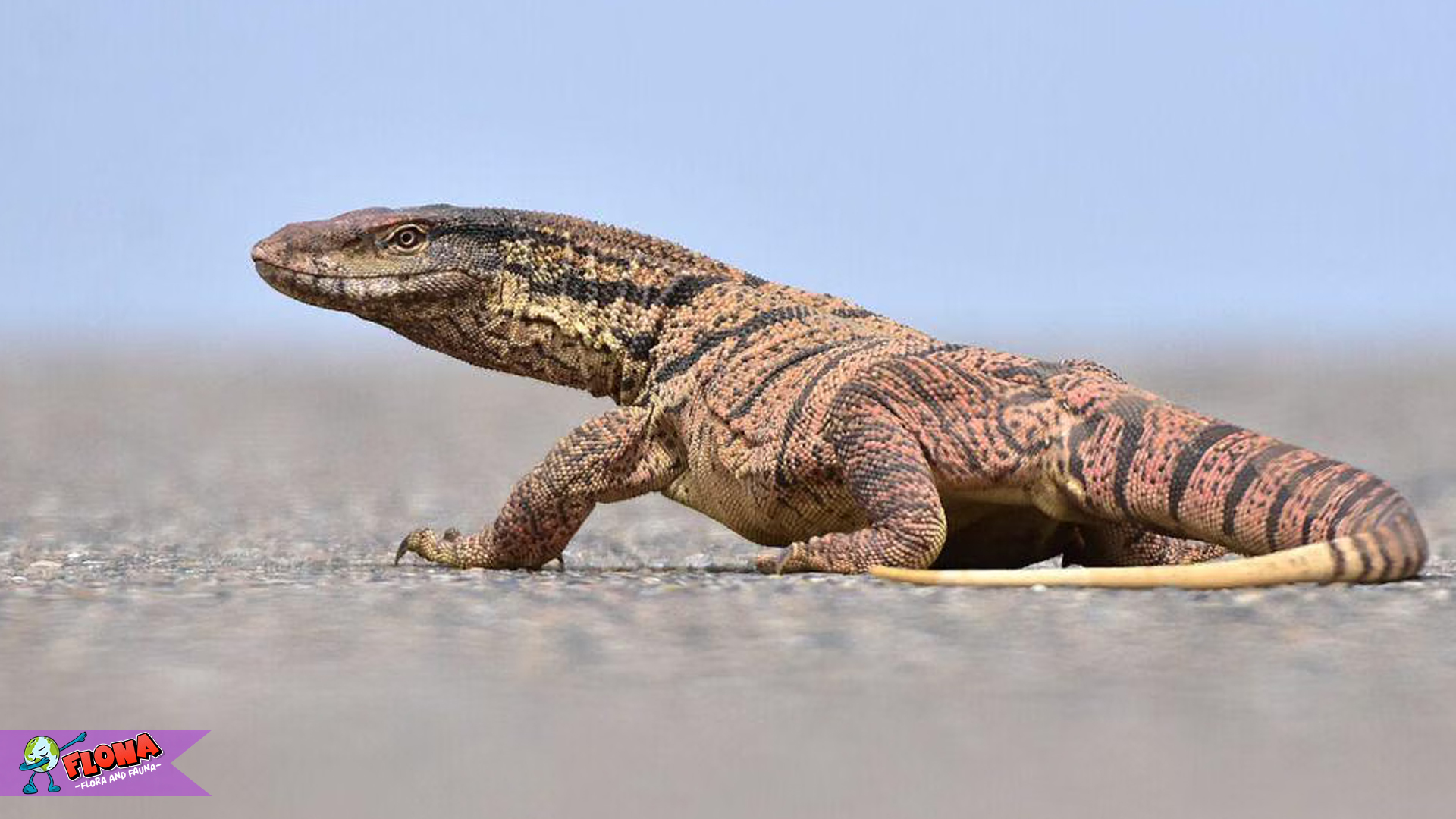 Biawak Gurun dan 5 Perilaku yang Menarik untuk Dipelajari