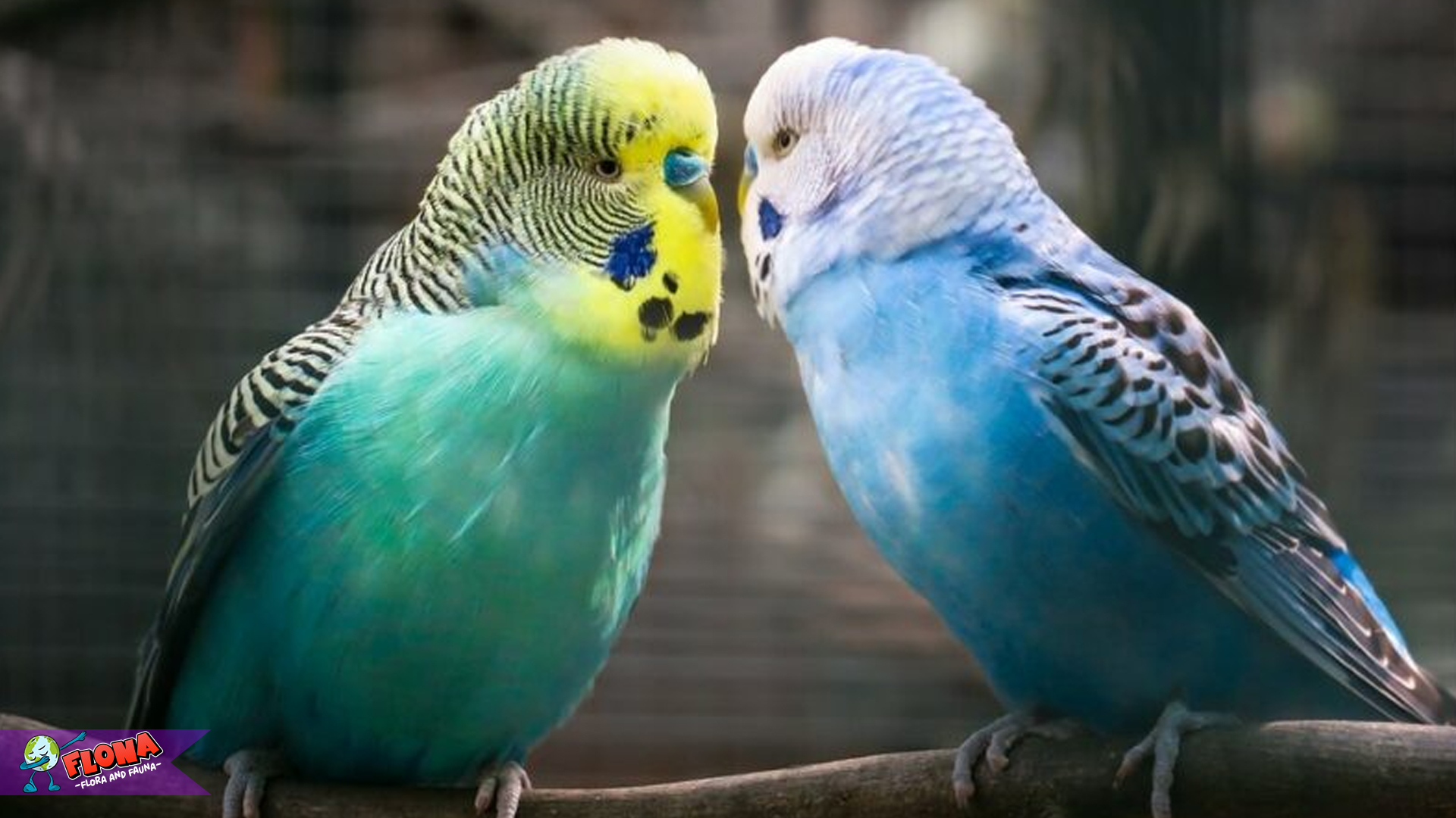 4 Karakteristik Menarik Burung Parkit yang Membuatnya Unik