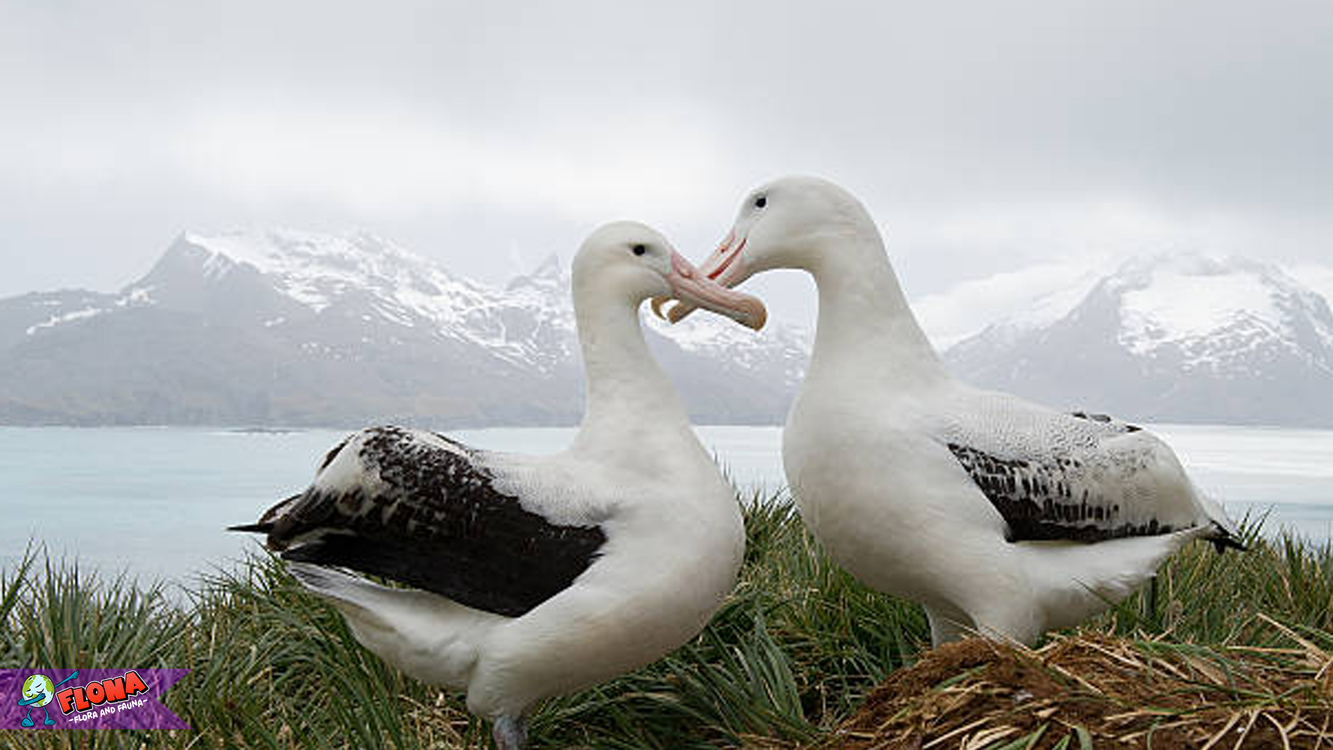 Burung Albatros Kelana dengan 4 Kebiasaan Menarik di Alam Liar