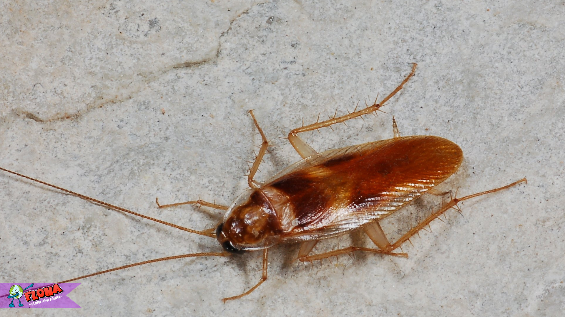 Mengenal Blattodea Melalui 5 Karakteristik Unik Tubuhnya