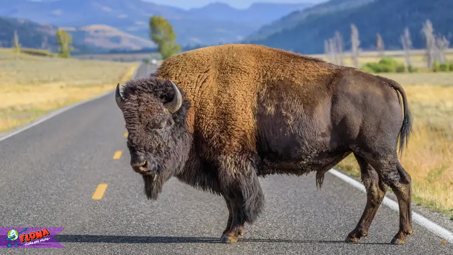 4 Ciri Fisik Bison Menakjubkan yang Memikat Perhatian Peneliti