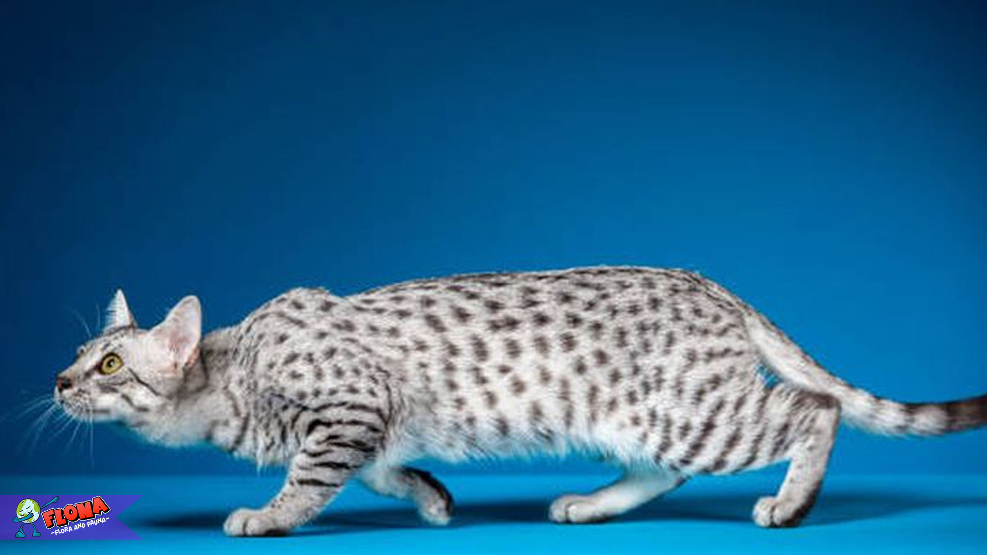 Menyingkap 5 Rahasia Kucing Mau Mesir yang Jarang Dibahas
