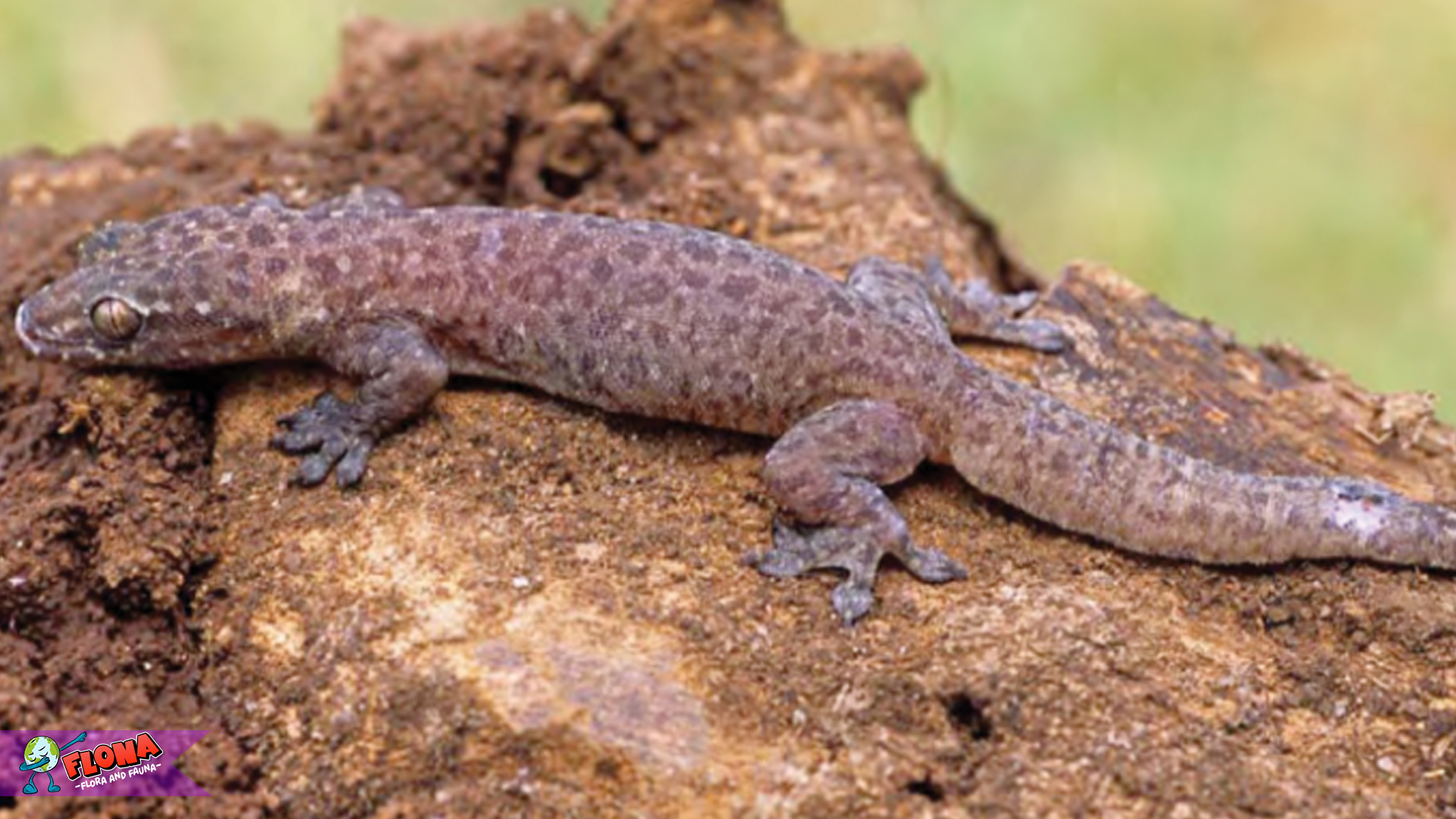 5 Fenomena Unik Cecak Gula yang Membuat Peneliti Tercengang