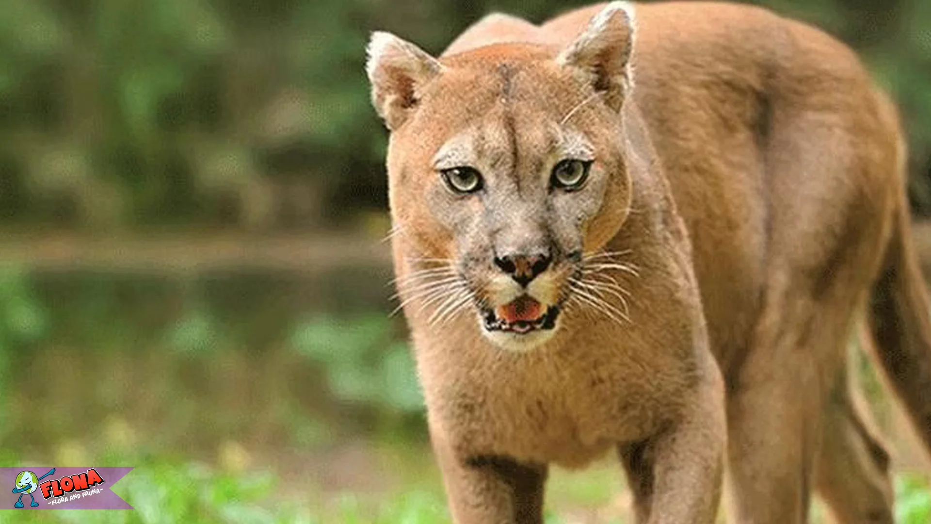 Puma: 5 Fakta yang Menunjukkan Keberanian & Ketangguhannya