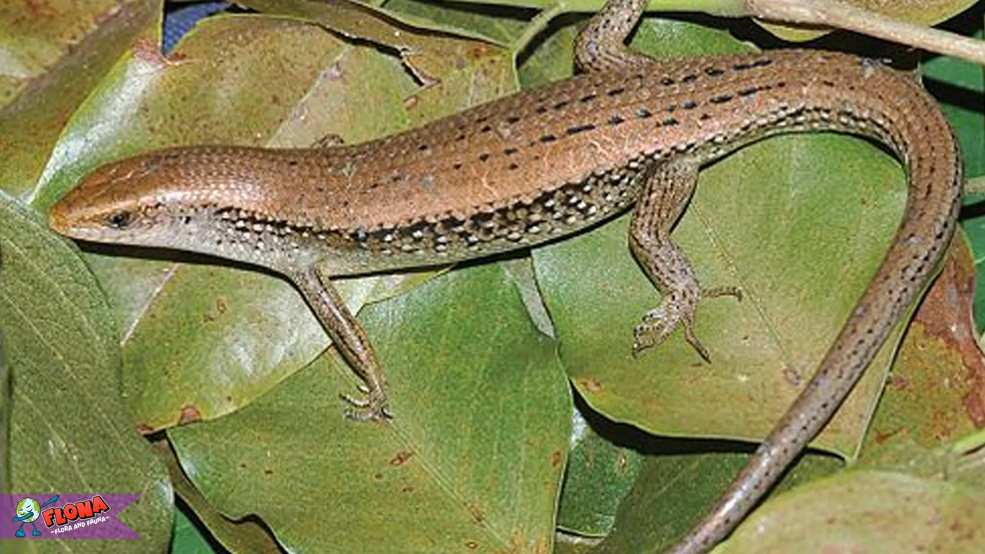 4 Ciri Khas Kadal Kebun yang Membuatnya Mudah Dikenali