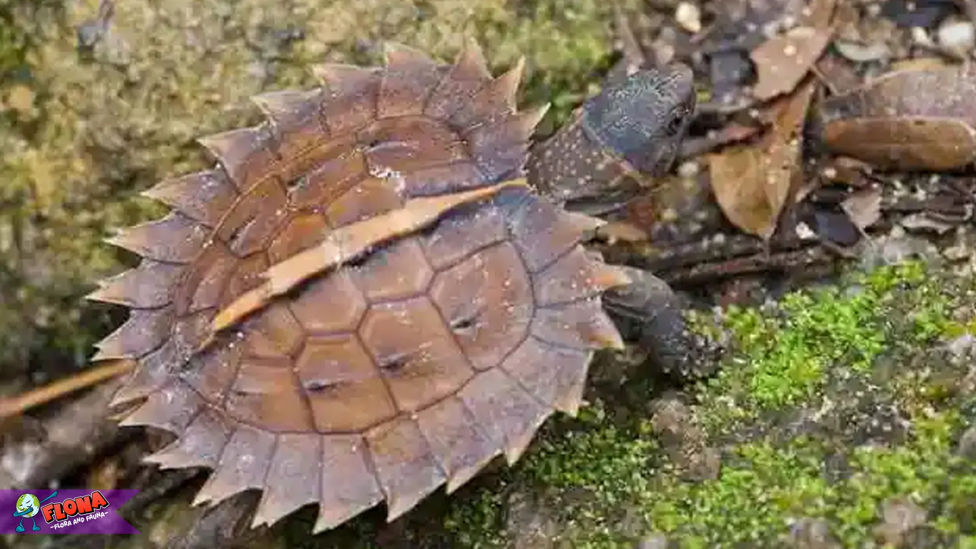 Mengungkap 5 Rahasia Kura-kura Duri di Habitat Aslinya