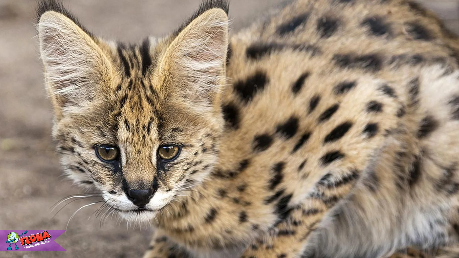 Serval, Si Pelompat Jauh dengan 5 Pola Bulu Spot Cantik