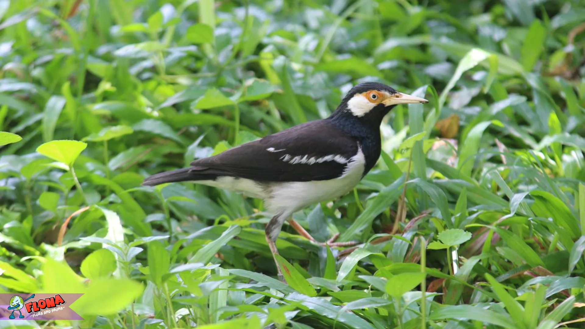 Jalak Suren Jawa: 4 Ciri Unik yang Bikin Burung Ini Beda dari yang Lain