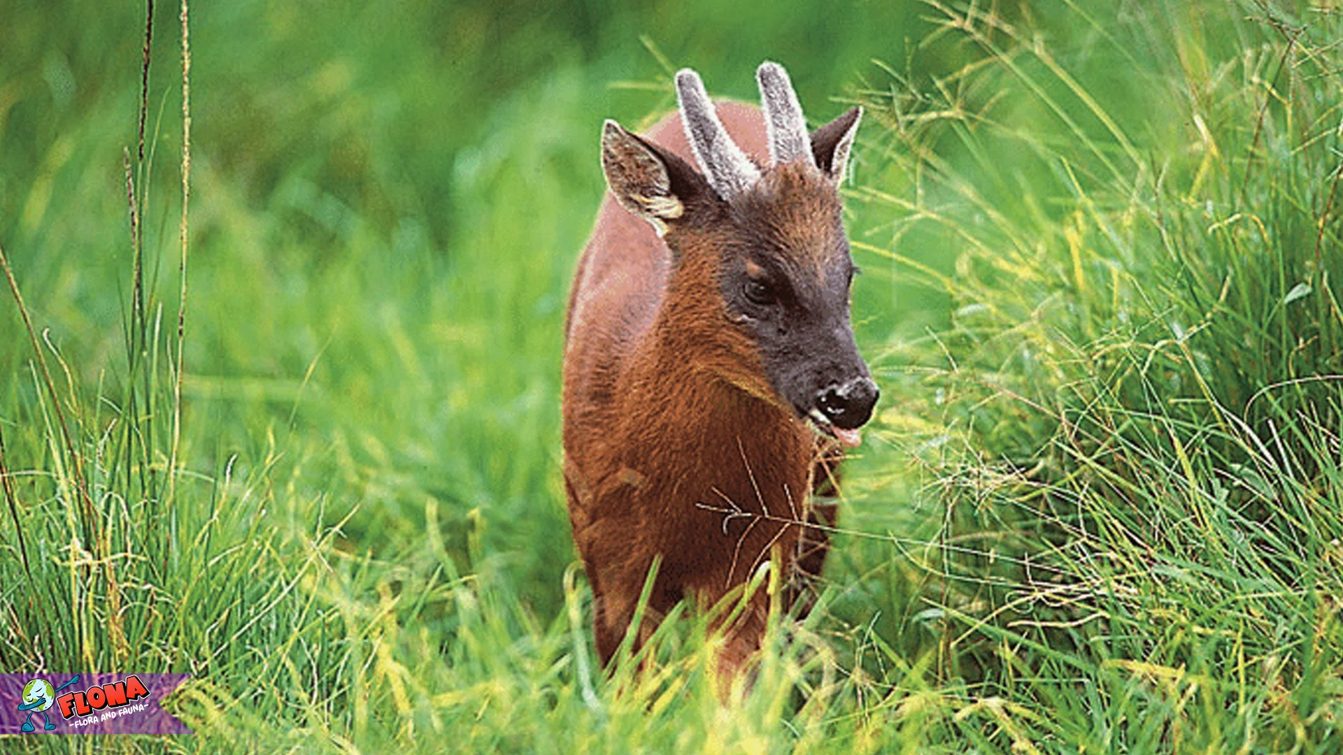 Mazama Rufina Hadir Dengan 4 Fakta Gokil Yang Wajib lo Tau