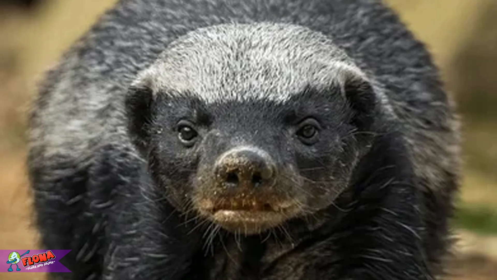 5 Habitat Penting Teledu Madu yang Membentuk Perilaku Mereka