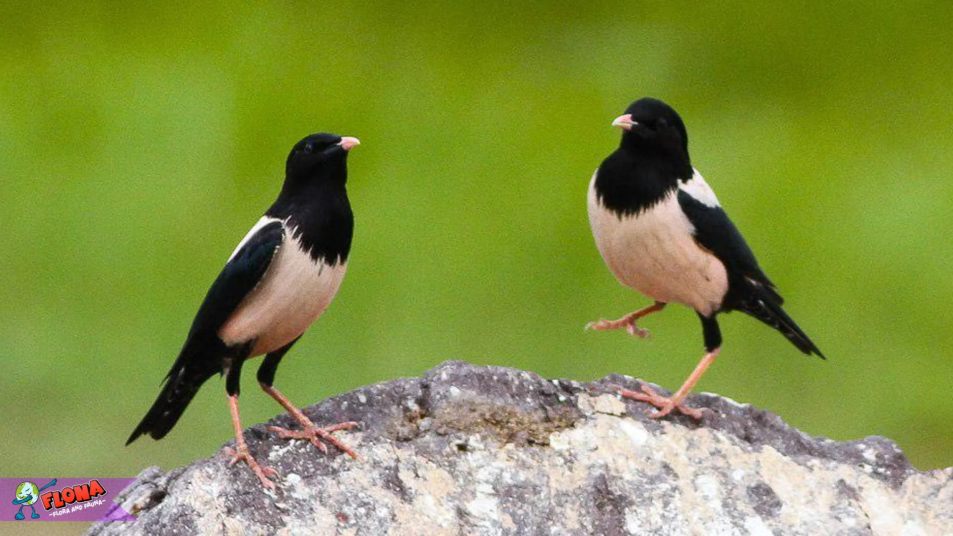 Jalak Mawar Hits Banget: 5 Hal Unik dari Warna dan Suaranya