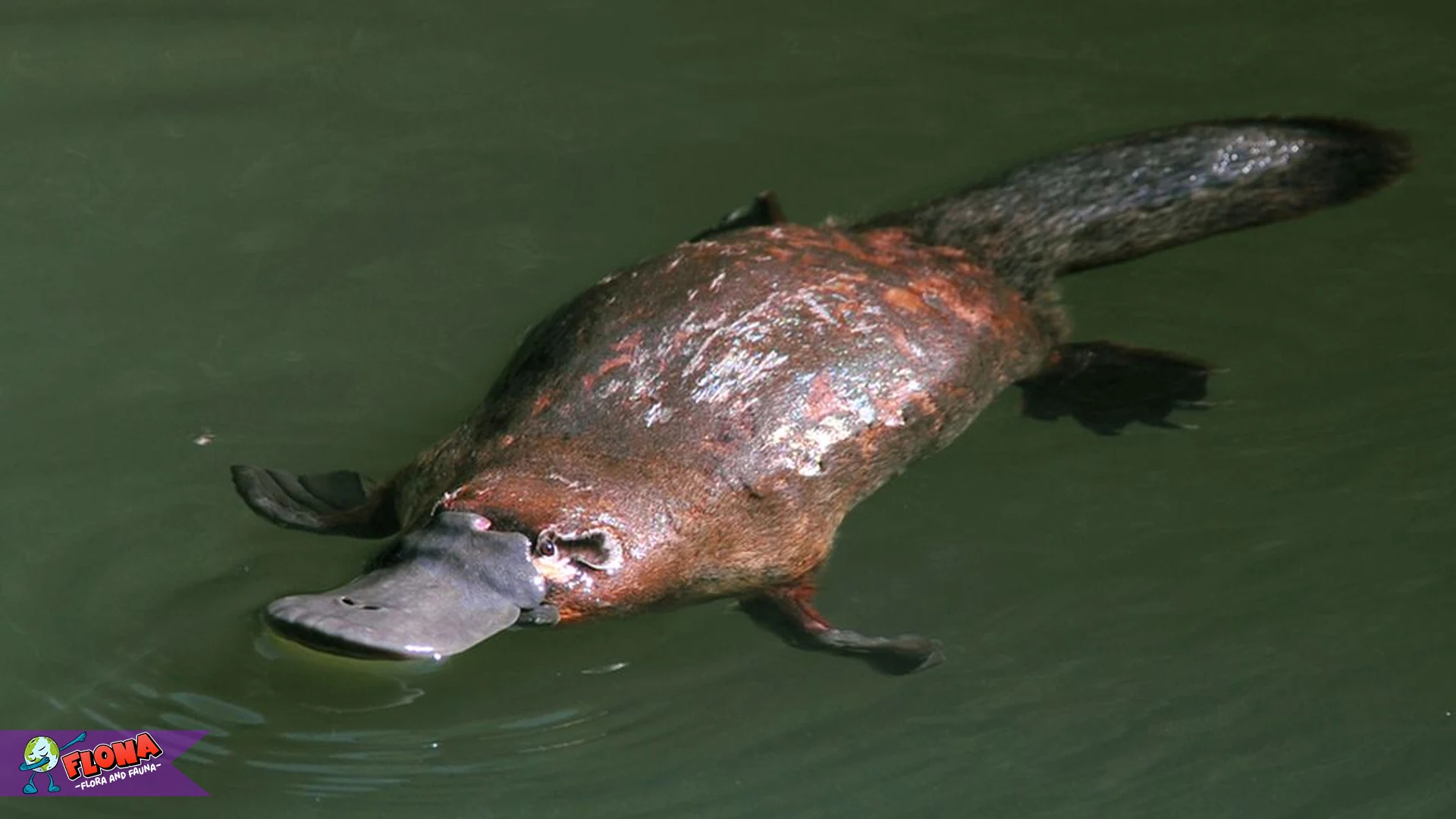 Platipus: 4 Hal yang Menjadikan Hewan Ini Penuh Kejutan