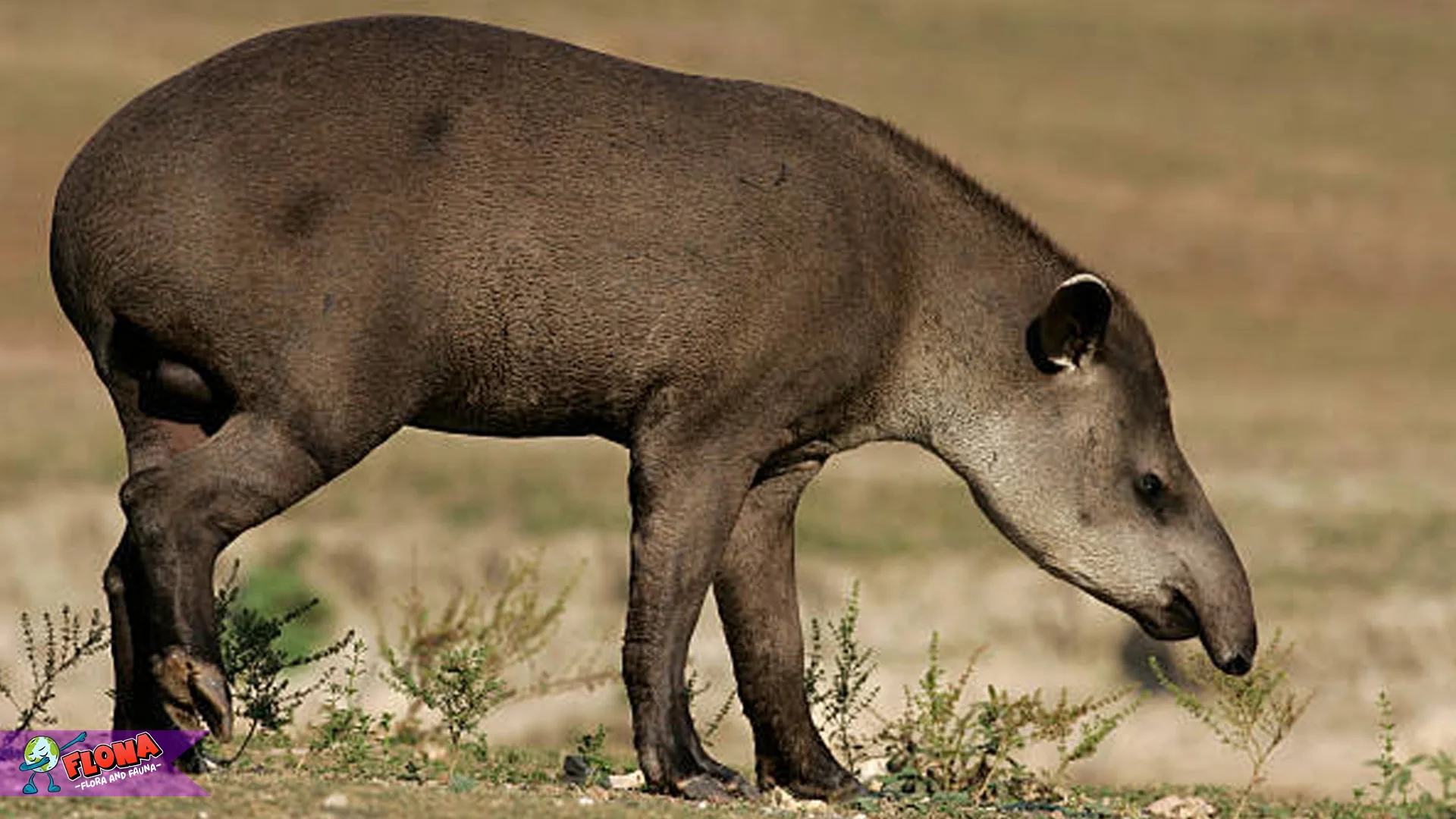 5 Hal Unik Tentang Tapir Brasil yang Tidak Banyak Diketahui
