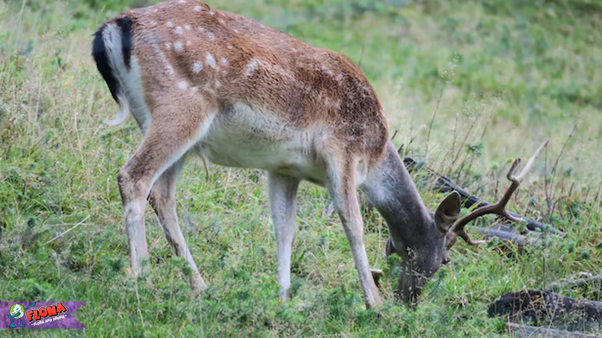 Dari 4 Tantangan Hidup Rusa Thorold di Dataran Tinggi Tibet