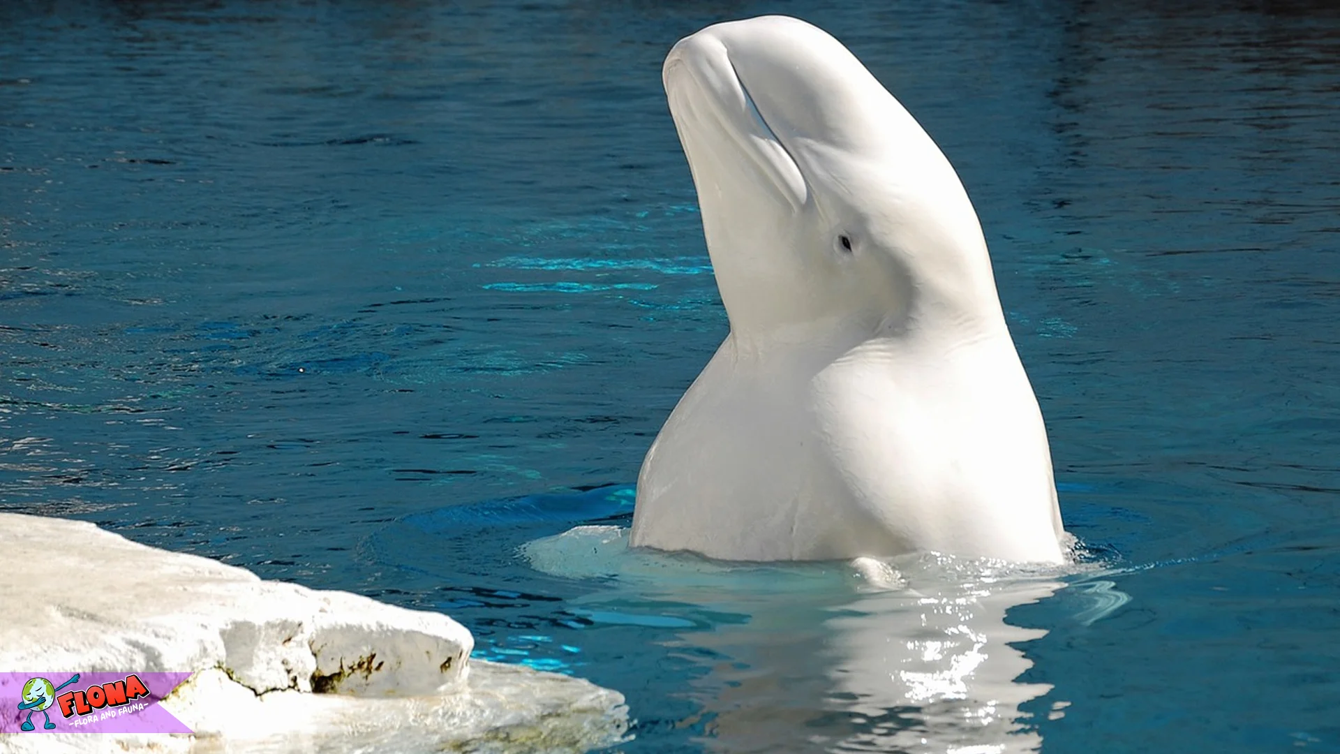 5 Alasan Paus Beluga Dijuluki “Kenari Laut” dengan Suara Unik