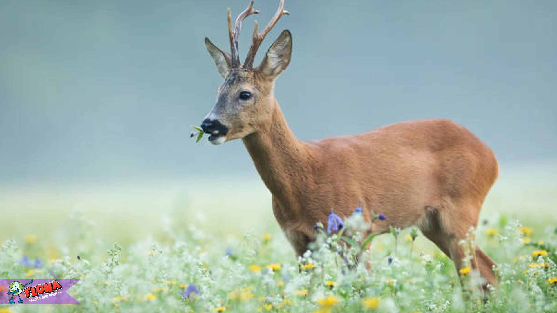 Rusa Roe: 4 Ciri Khas yang Membuatnya Memikat di Dunia Satwa 2 Rusa Roe: 4 Ciri Khas yang Membuatnya Memikat di Dunia Satwa