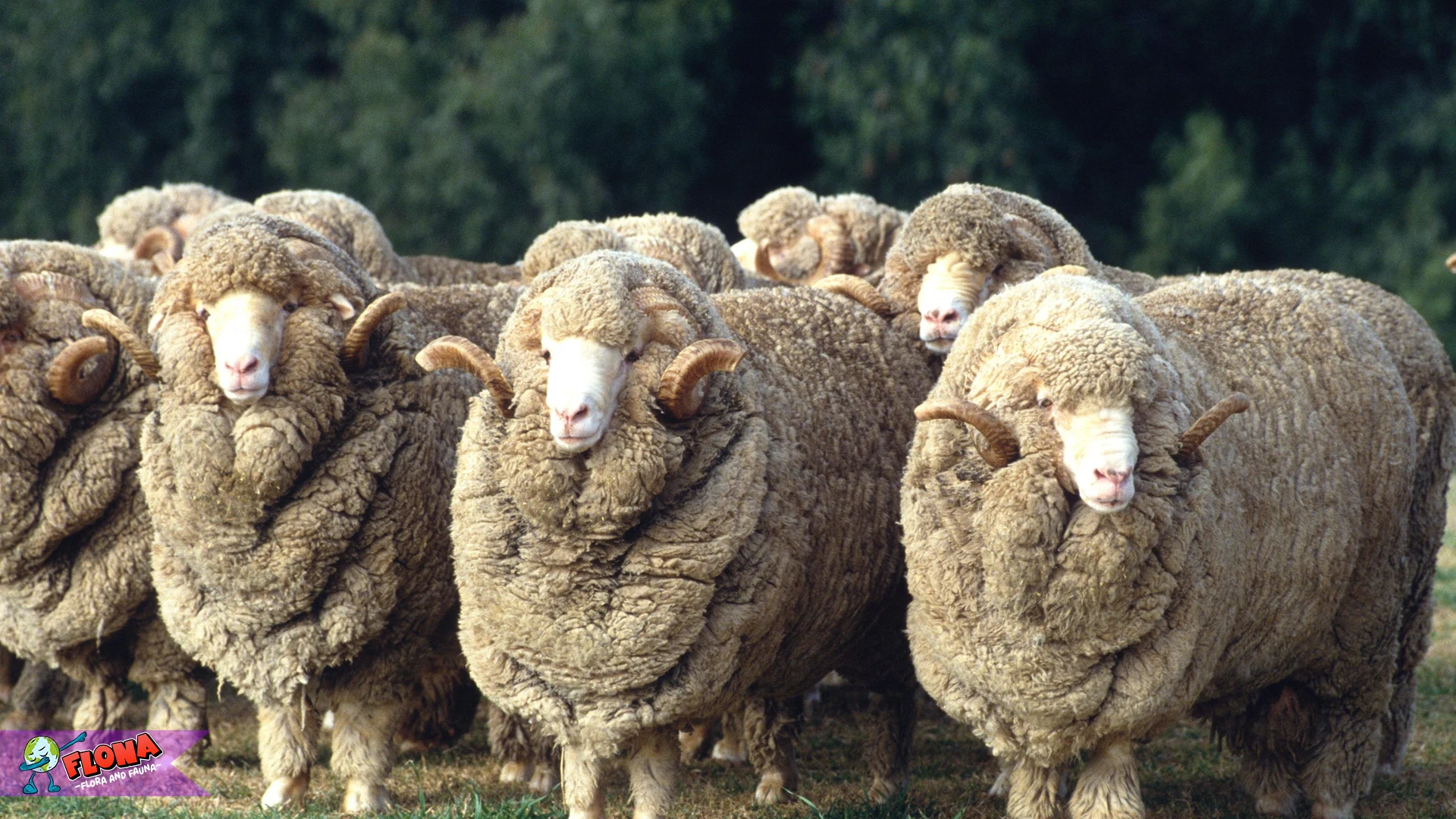 Merino: 5 Karakteristik Unik yang Membuatnya Sangat Spesial