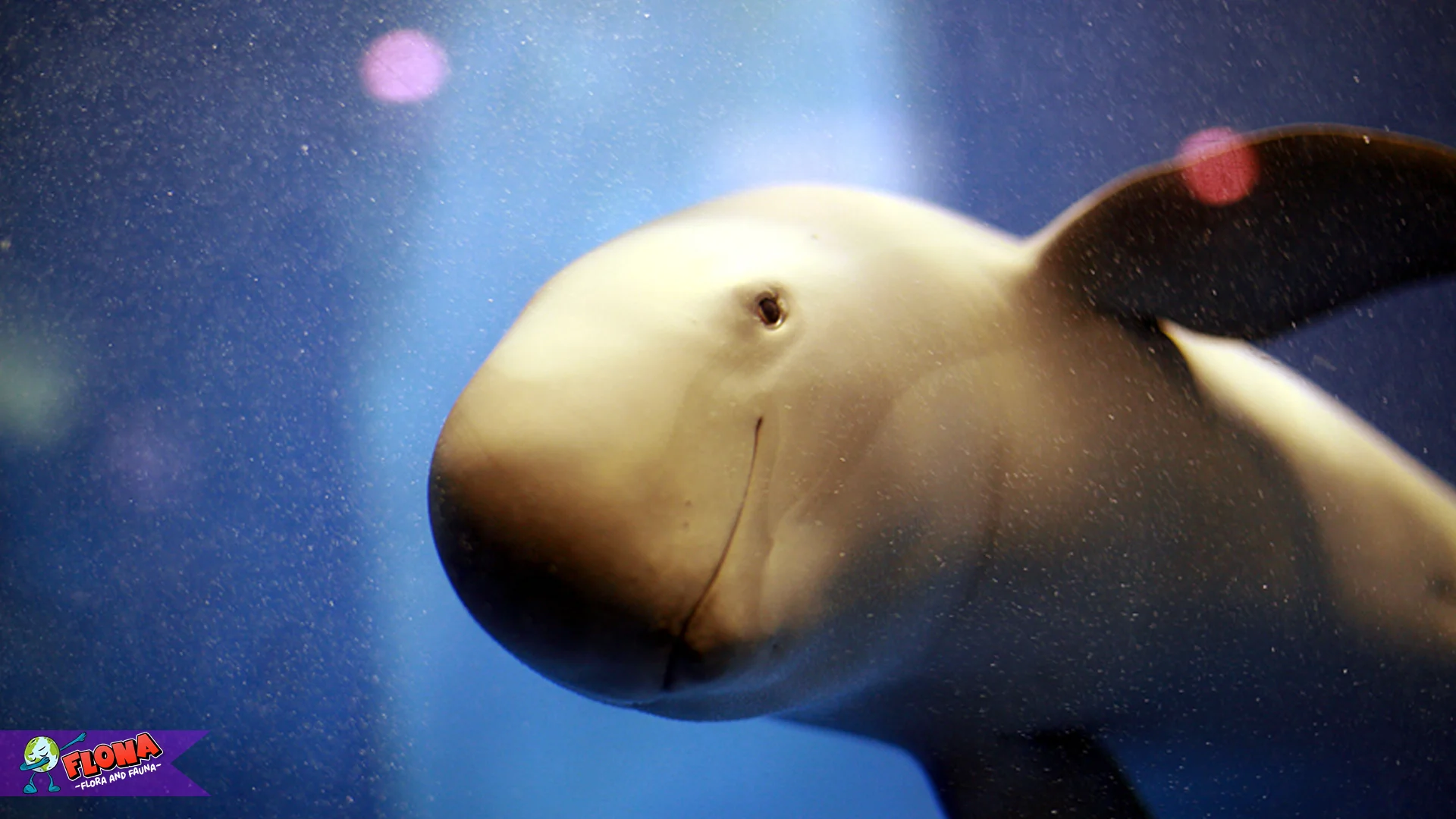 5 Kejutan Tentang Gondal Nirsirip Sing Bikin Kowe Kaget