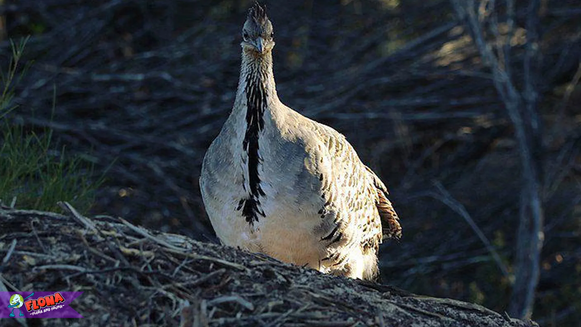 Burung Termometer, Si Kecil Punya 4 Kebiasaan Aneh Tapi Lucu