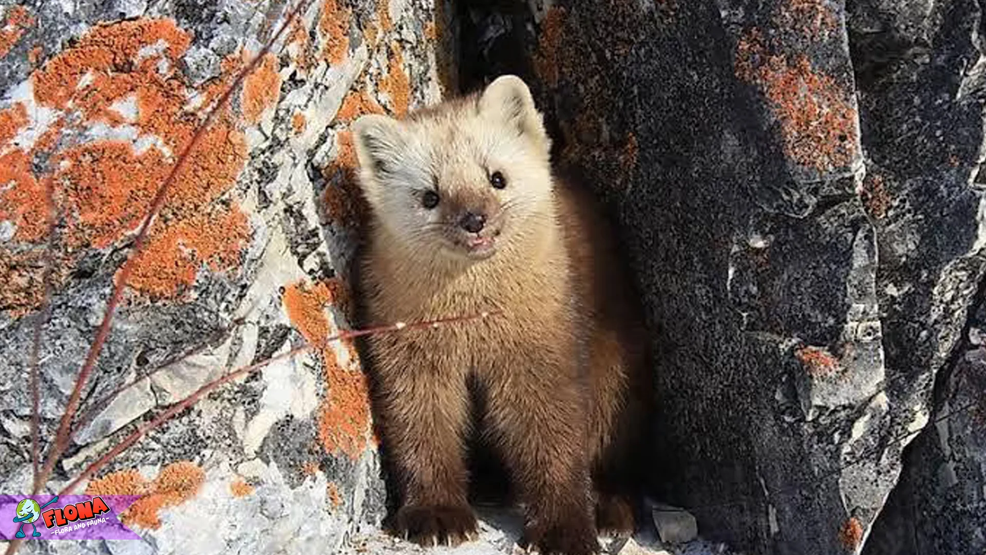 Dari 3 Spesies, Amunin Jadi Hewan Soliter dengan Gerakan Super Lincah 2 Dari 3 Spesies, Amunin Jadi Hewan Soliter dengan Gerakan Super Lincah