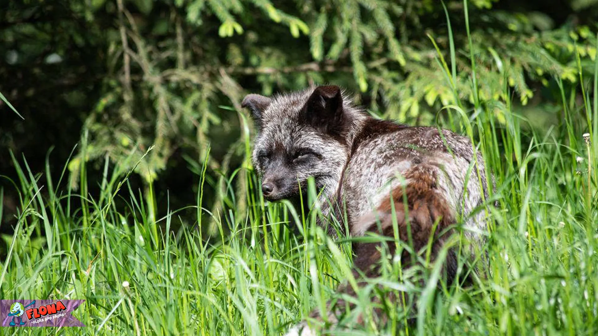 Ini Dia 4 Rahasia Gaya Hidup Rubah Darwin yang Bikin Takjub
