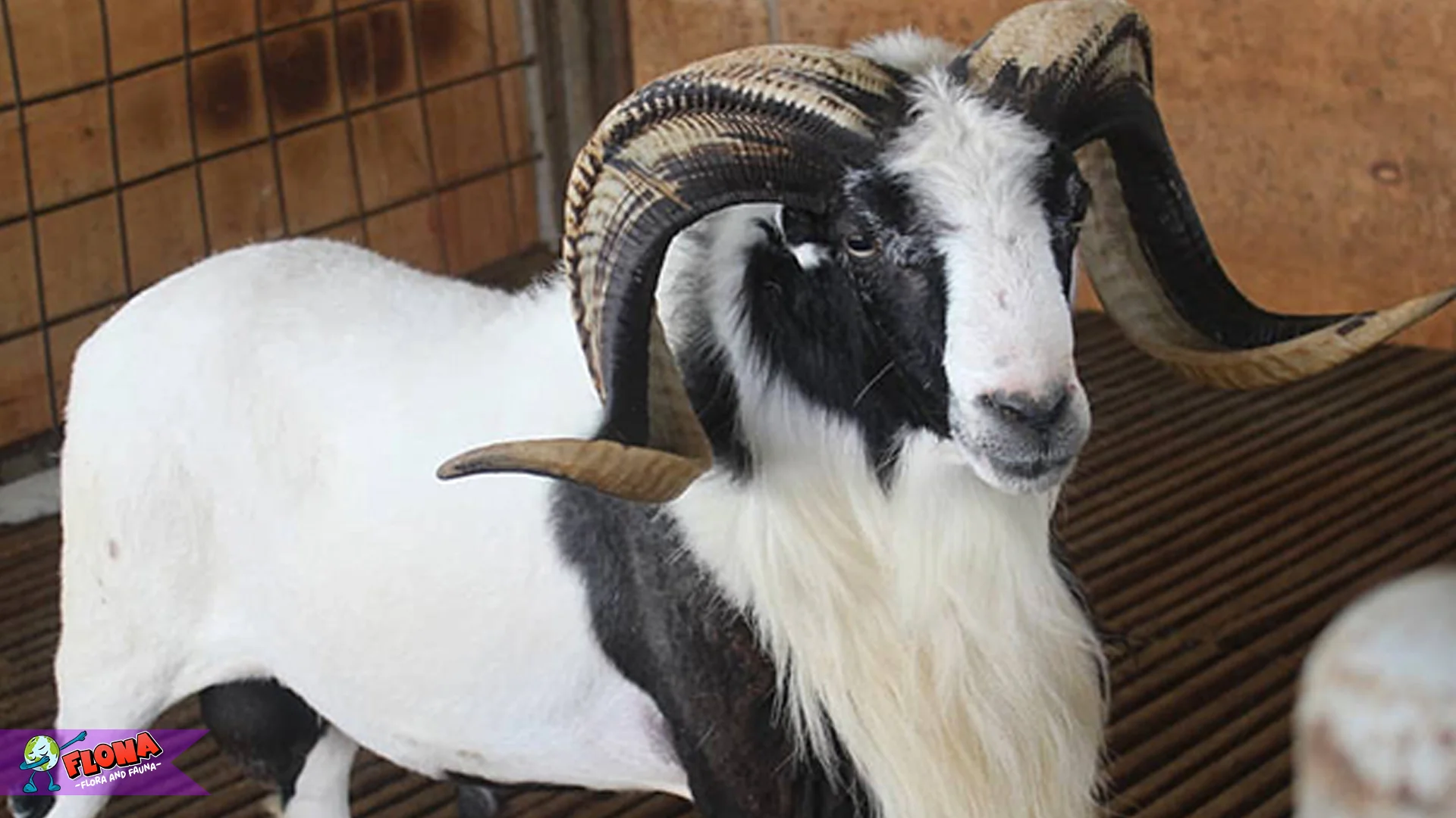 Lo Wajib Tau 5 Ciri Khas Domba Garut yang Bikin Mereka Populer