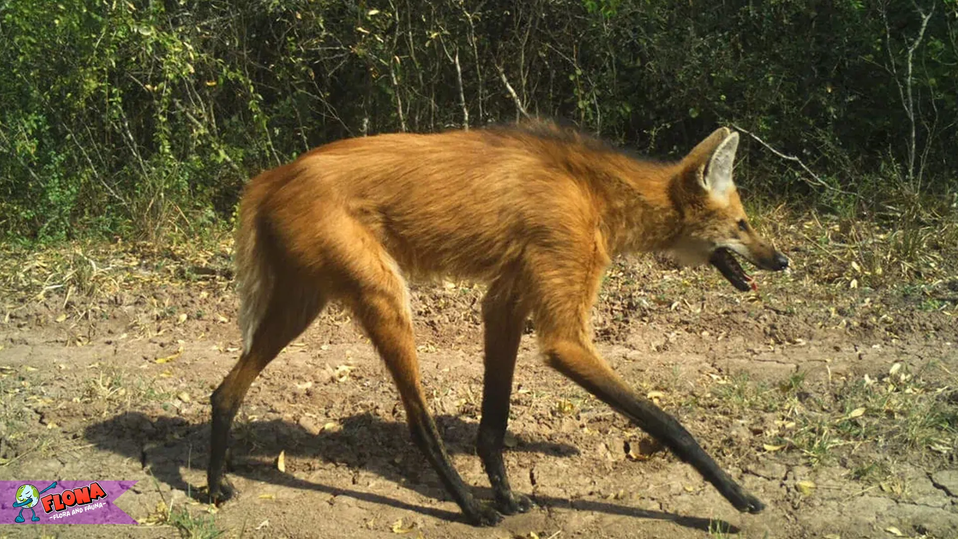 Hewan Kalak dan 5 Perbedaan Penting yang Harus Kamu Tahu