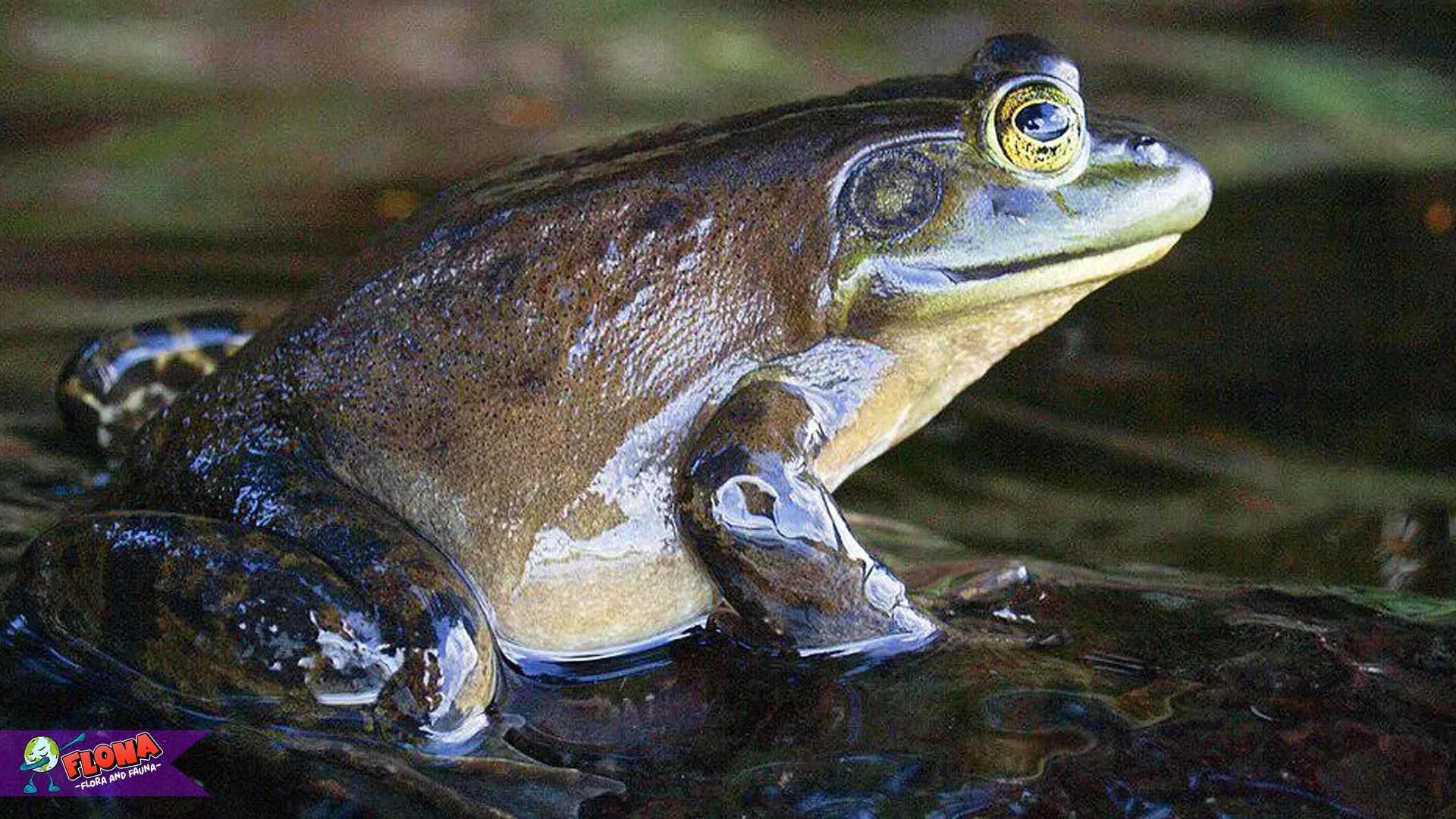 5 Kejutan Tentang Katak Lembu Nu Jarang Batur Apal
