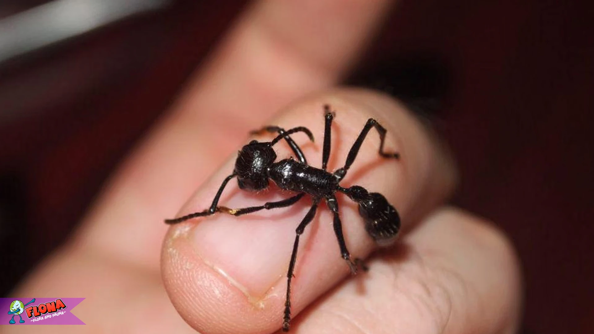 4 Keunikan Semut Peluru yang Membuatnya Begitu Menakutkan 2 4 Keunikan Semut Peluru yang Membuatnya Begitu Menakutkan