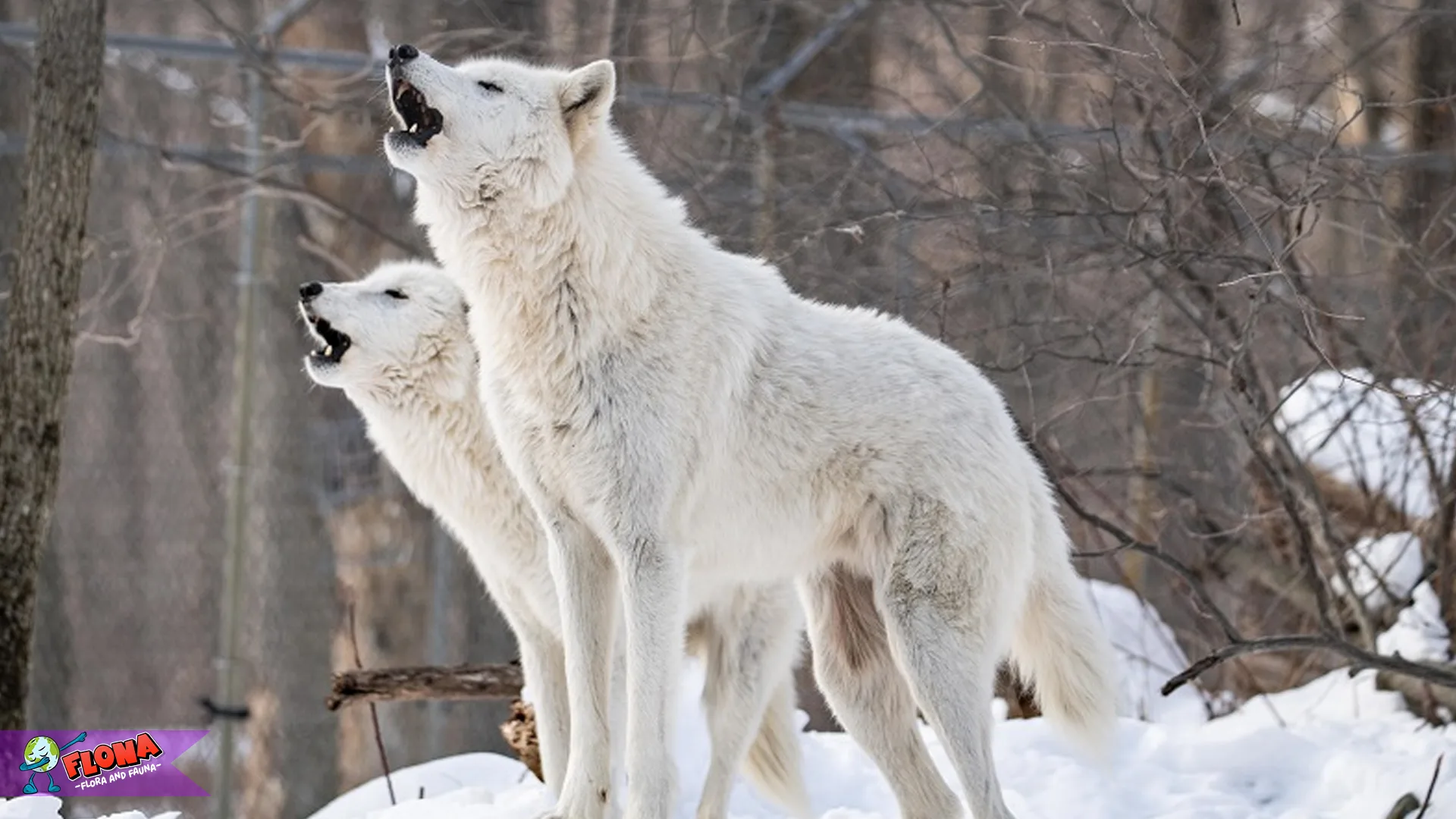 Serigala Arktik: 5 Alasan Mengapa Mereka Bertahan di Kutub
