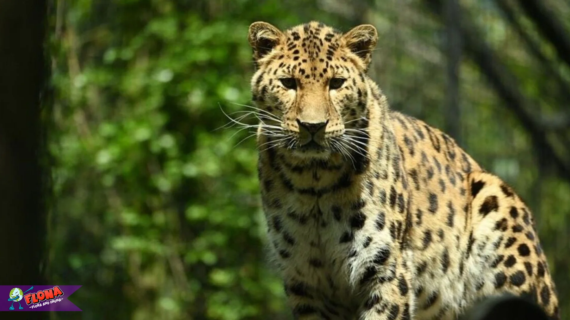 Macan Tutul Amur dan 5 Kebiasaan Unik Mereka di Hutan Siberia