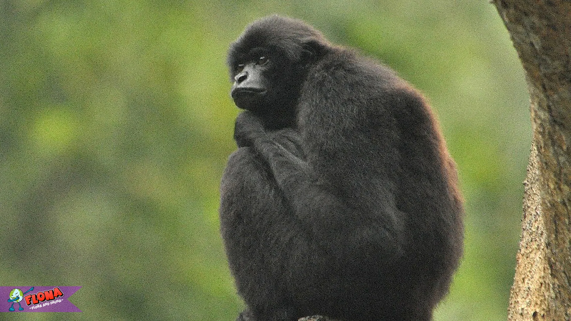 5 Tanda Bahaya Kehilangan Habitat Owa Bilau di Alam Liar 2 5 Tanda Bahaya Kehilangan Habitat Owa Bilau di Alam Liar